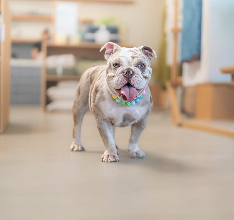 Enlarge Cupcake, a Adoptable English Bulldog in Valley Village, CA image 2/6