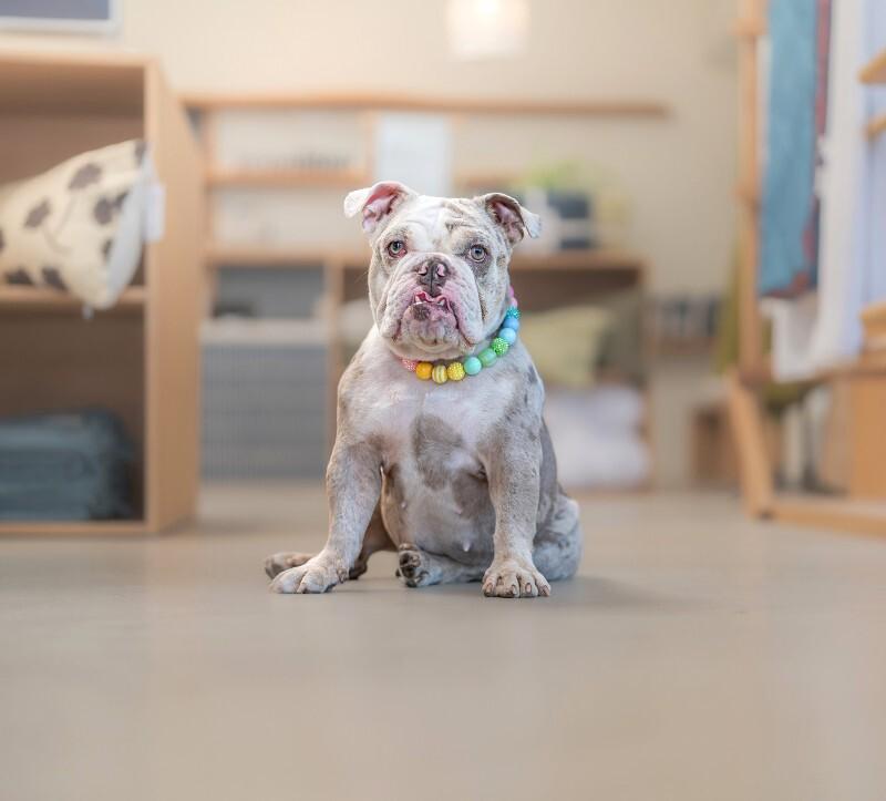 Enlarge Cupcake, a Adoptable English Bulldog in Valley Village, CA image 3/6