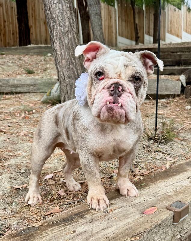 Cupcake, a Adoptable English Bulldog in Valley Village, CA image 2/2