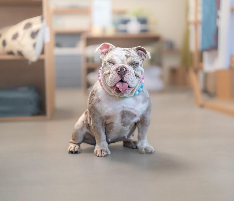 Enlarge Cupcake, a Adoptable English Bulldog in Valley Village, CA image 4/6
