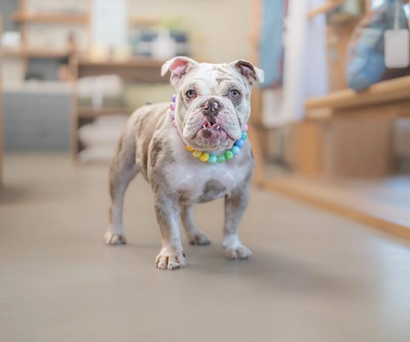 Enlarge Cupcake, a Adoptable English Bulldog in Valley Village, CA image 5/6