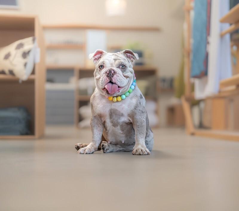 Enlarge Cupcake, a Adoptable English Bulldog in Valley Village, CA image 6/6