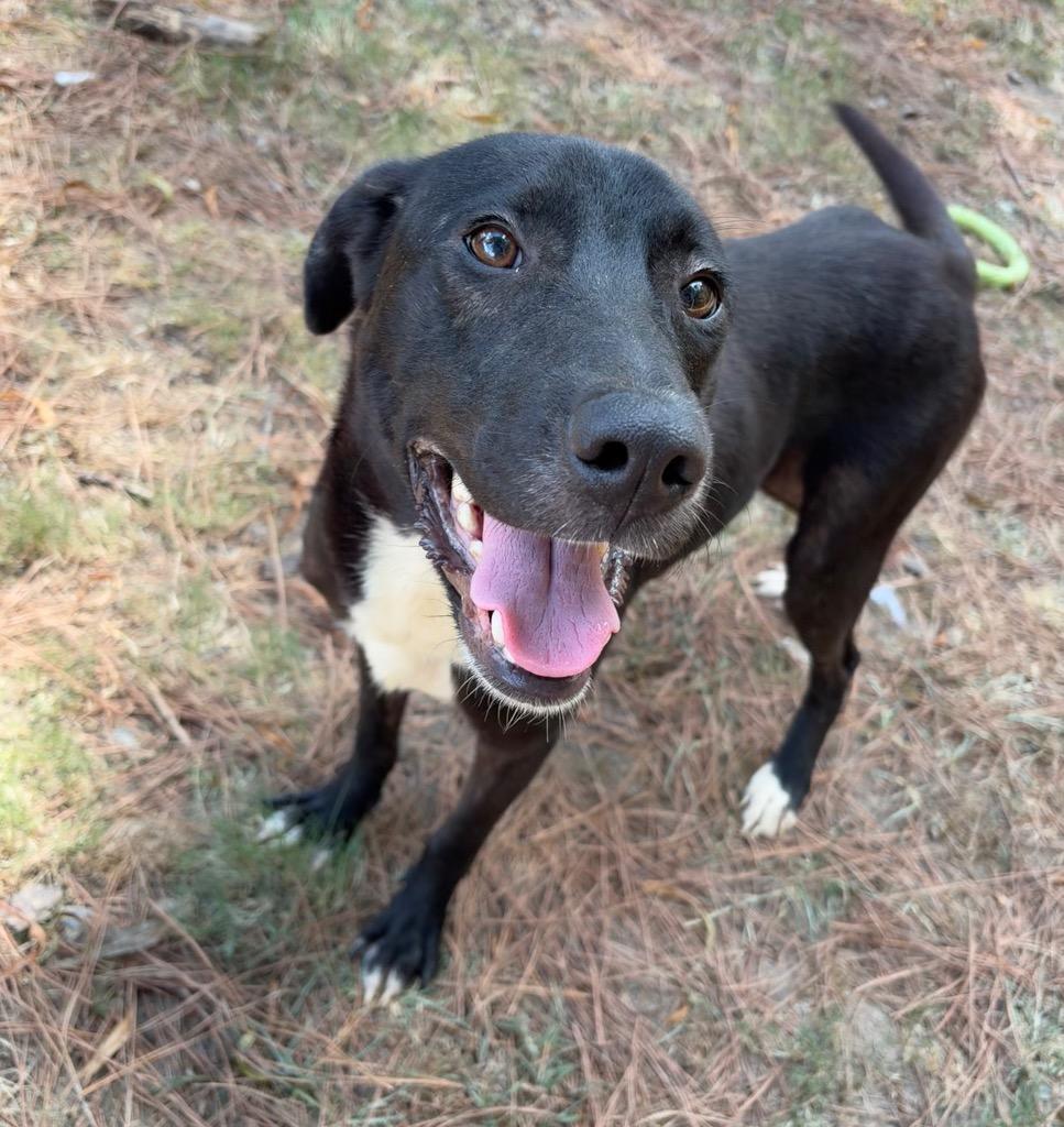 Jay, Adoptable, Puppy Male Labrador Retriever.