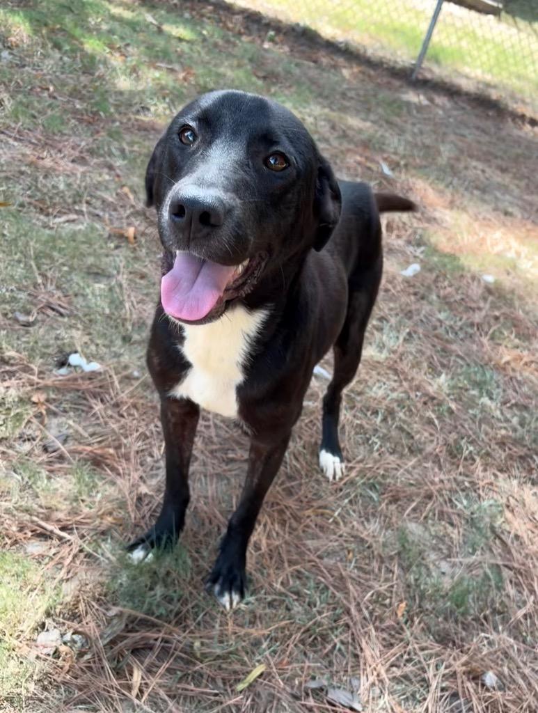 Jay, a Adoptable mixed breed in Little Rock, AR image 2/3
