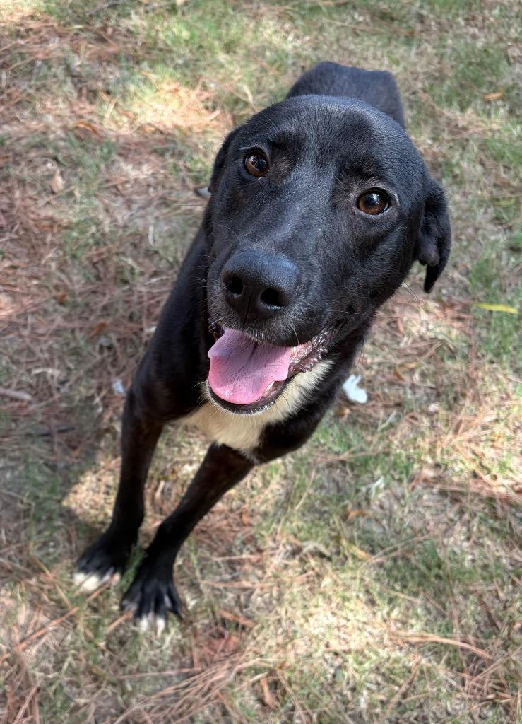 Jay, a Adoptable mixed breed in Little Rock, AR image 3/3