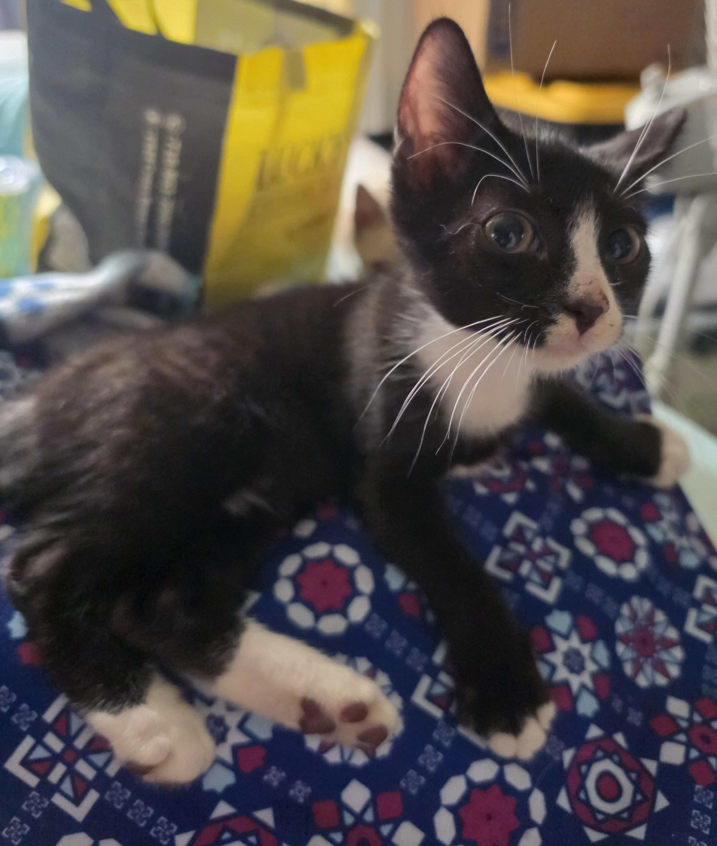 Elegy, a Adoptable mixed breed in New York, NY image 2/3