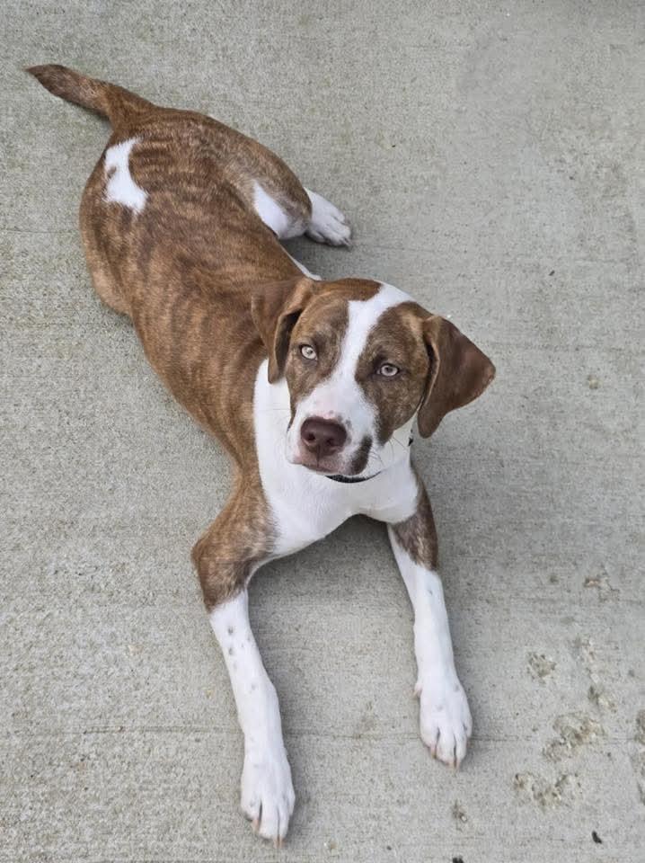 Graham, a Adoptable Mixed Breed in East Peoria, IL image 5/6