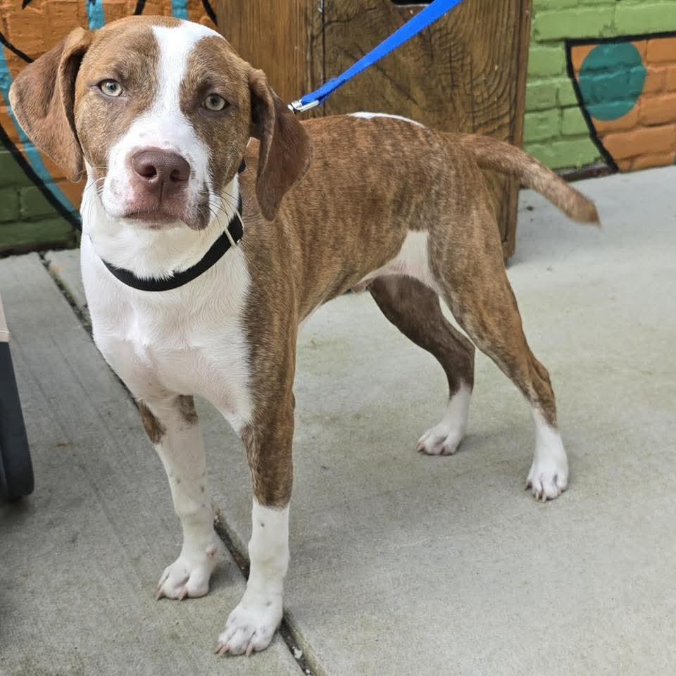 Graham, a Adoptable Mixed Breed in East Peoria, IL image 6/6