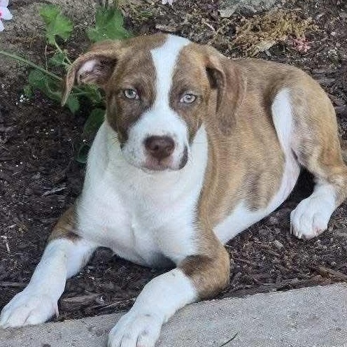 Graham, a Adoptable Mixed Breed in East Peoria, IL image 2/6