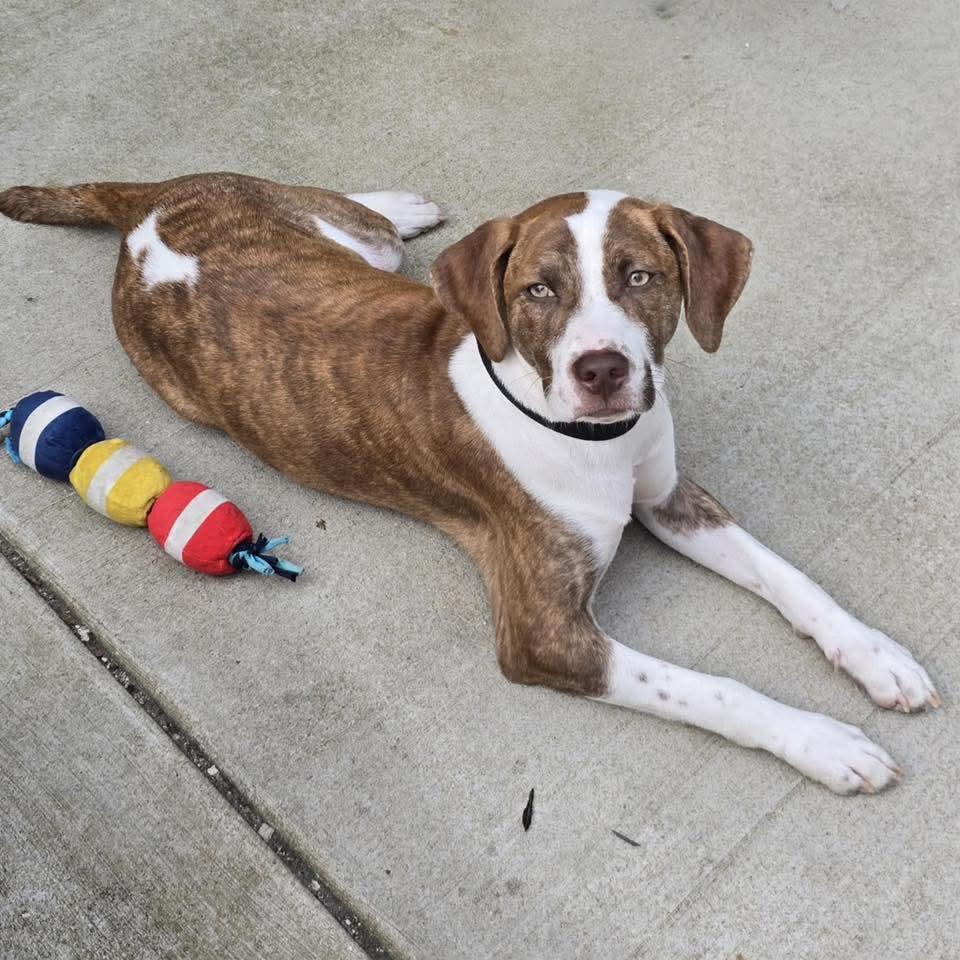 Graham, a Adoptable Mixed Breed in East Peoria, IL image 1/6