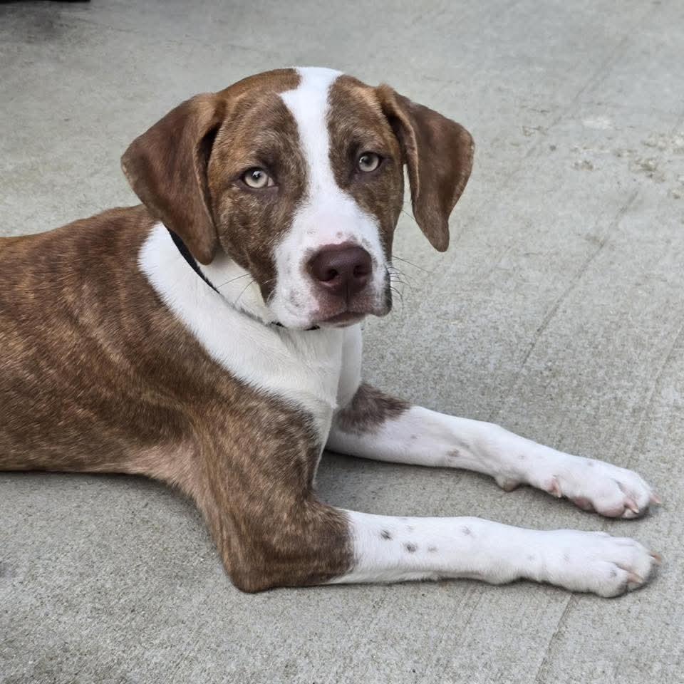Graham, a Adoptable Mixed Breed in East Peoria, IL image 4/6