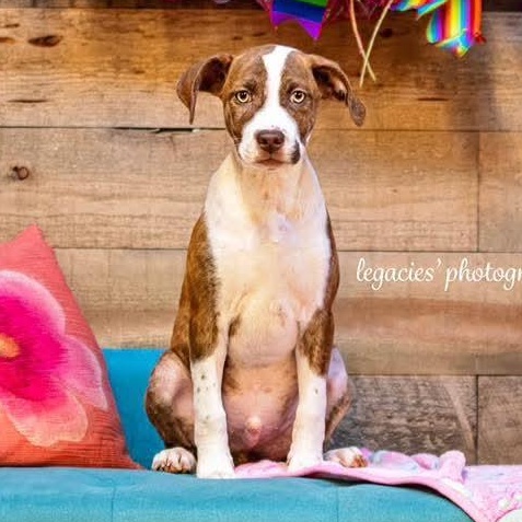 Graham, a Adoptable Mixed Breed in East Peoria, IL image 3/6