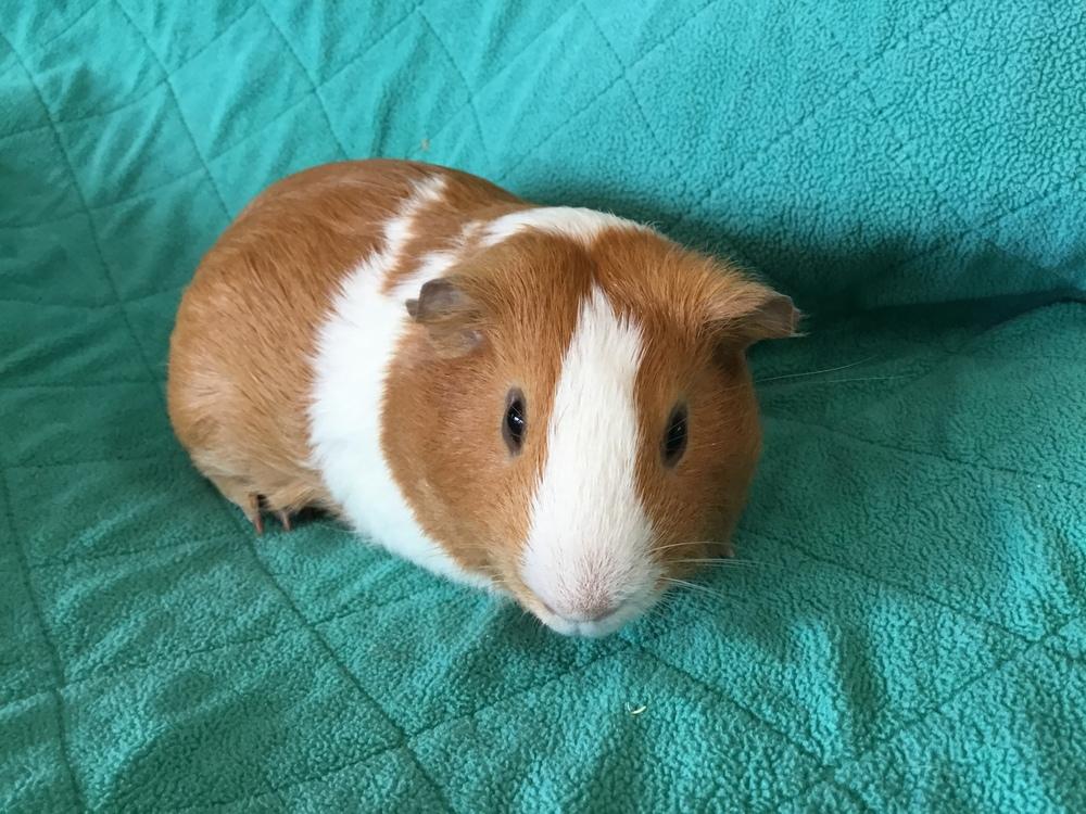 Enlarge Daleyco, a Adoptable Guinea Pig in San Diego, CA image 1/3