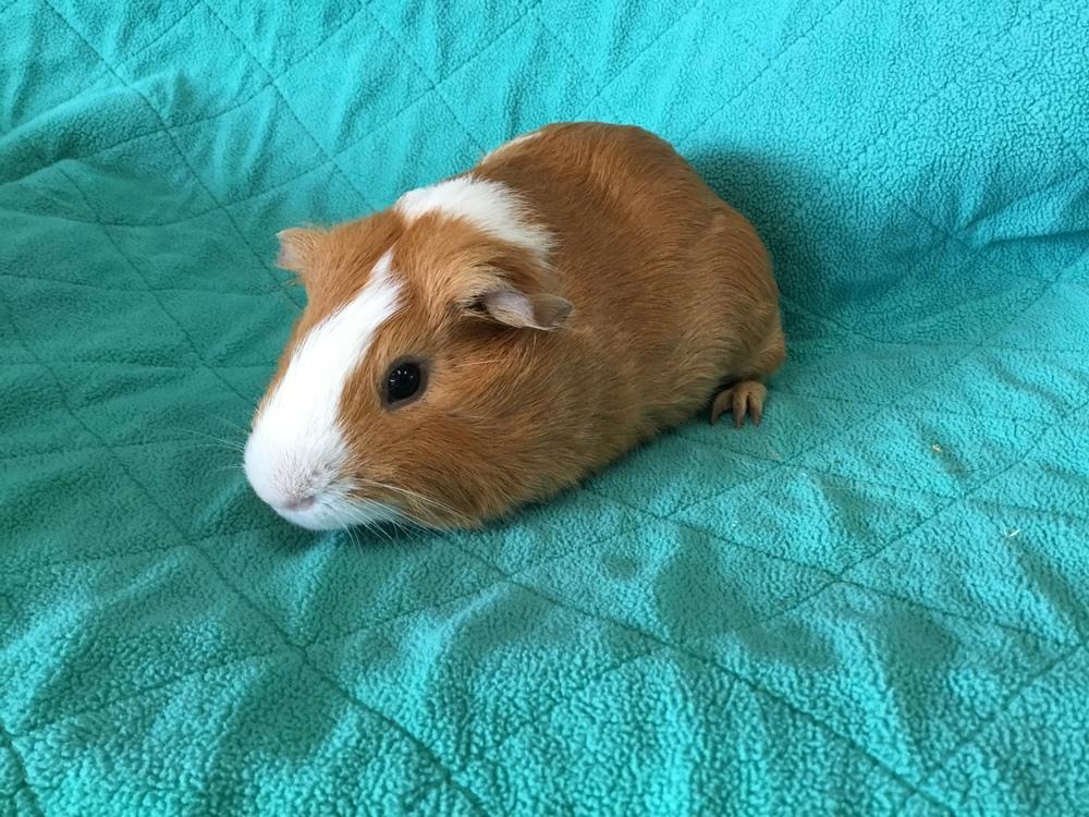 Enlarge Daleyco, a Adoptable Guinea Pig in San Diego, CA image 2/3