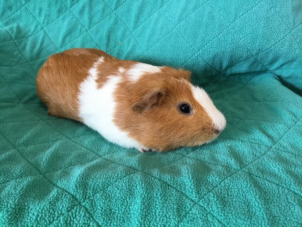 Enlarge Daleyco, a Adoptable Guinea Pig in San Diego, CA image 3/3