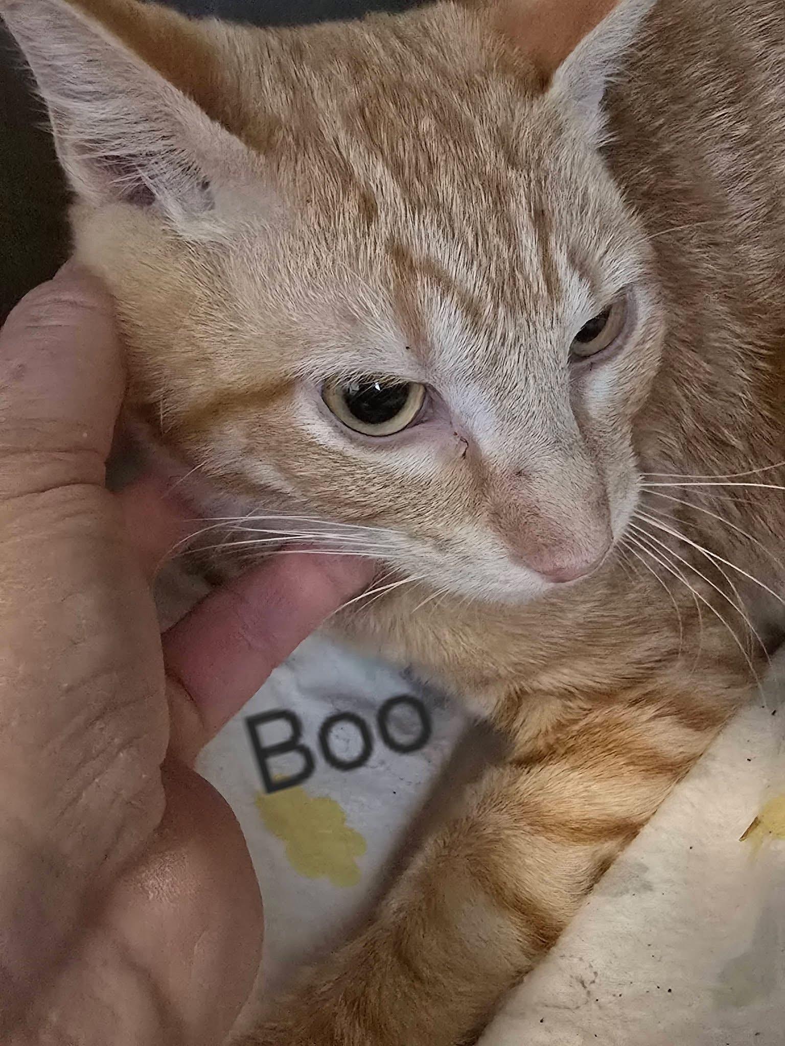 Enlarge Boo, a ADOPTABLE mixed breed in Mingus, TX image 1/1