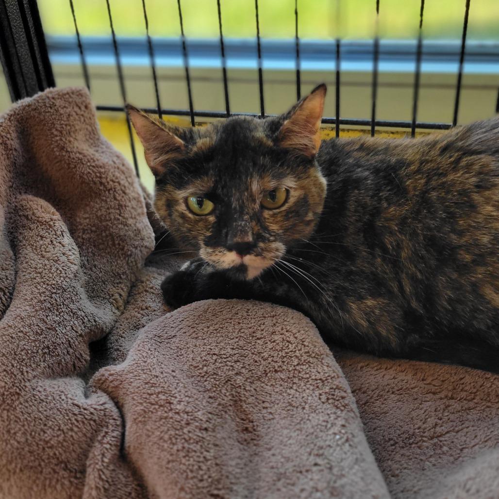 Enlarge Aranna, a Adoptable Domestic Short Hair in Montgomery, AL image 1/3