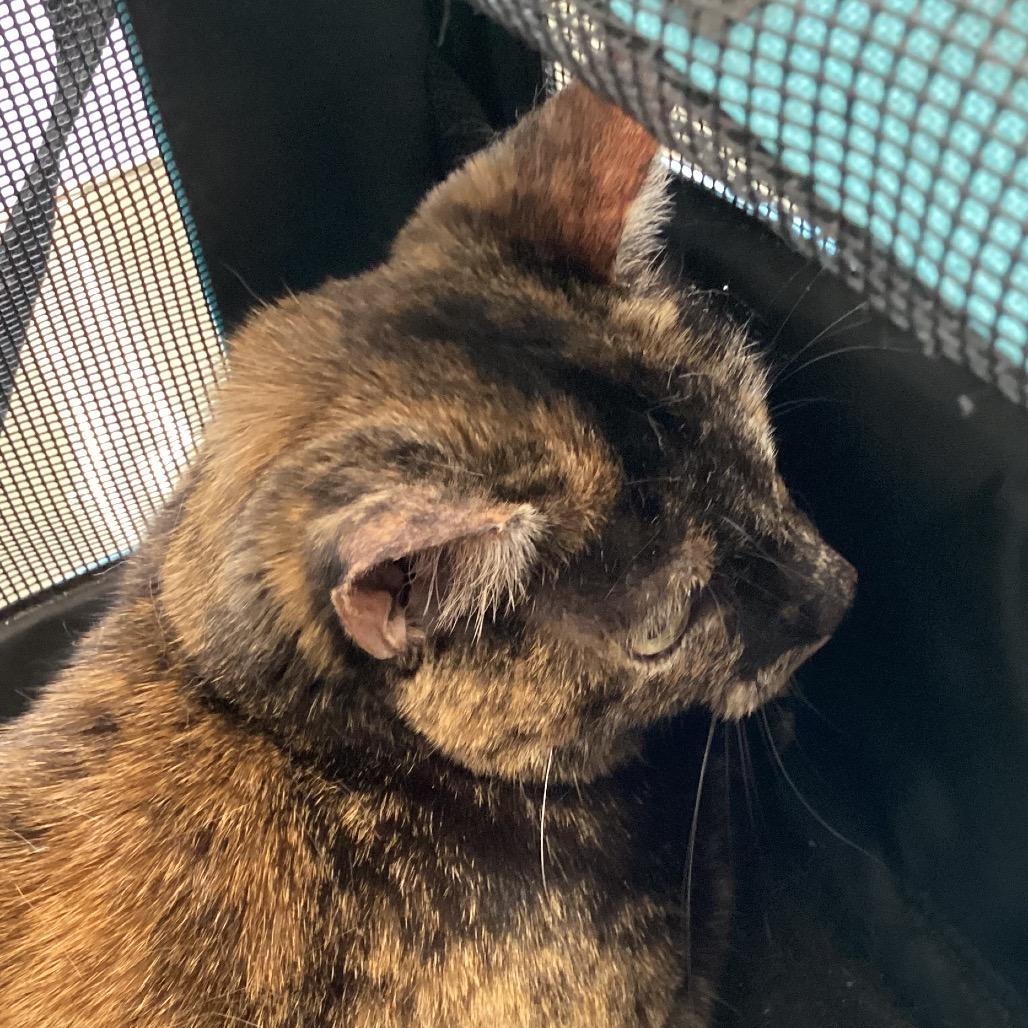 Enlarge Aranna, a Adoptable Domestic Short Hair in Montgomery, AL image 2/3