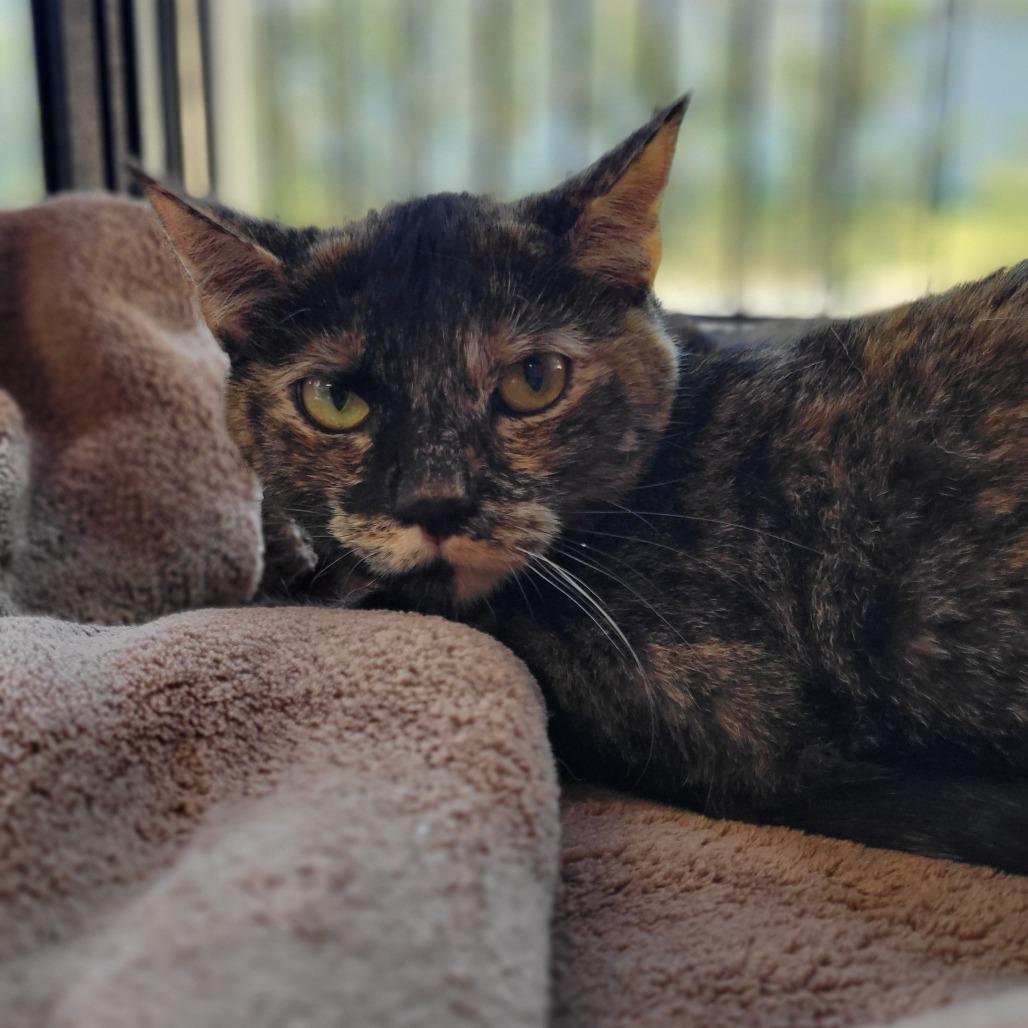 Enlarge Aranna, a Adoptable Domestic Short Hair in Montgomery, AL image 3/3