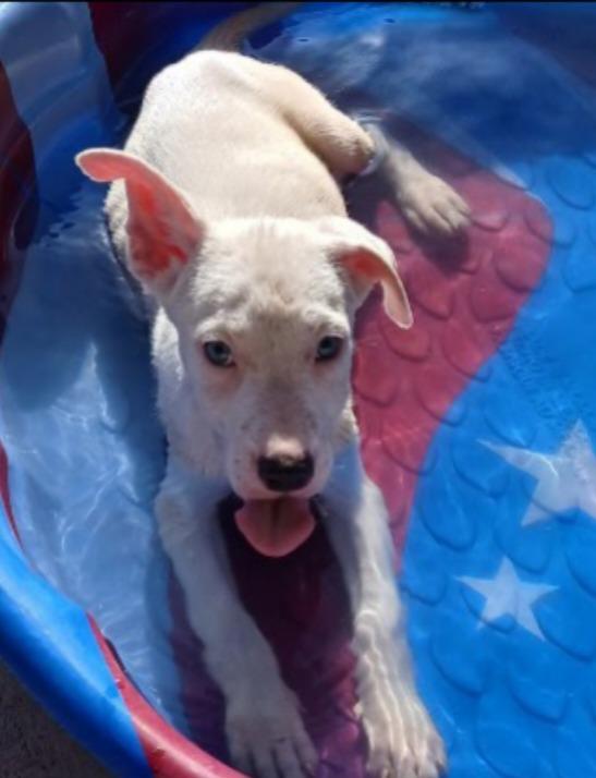 Enlarge Clover, a Adoptable mixed breed in Thompson Falls, MT image 1/1