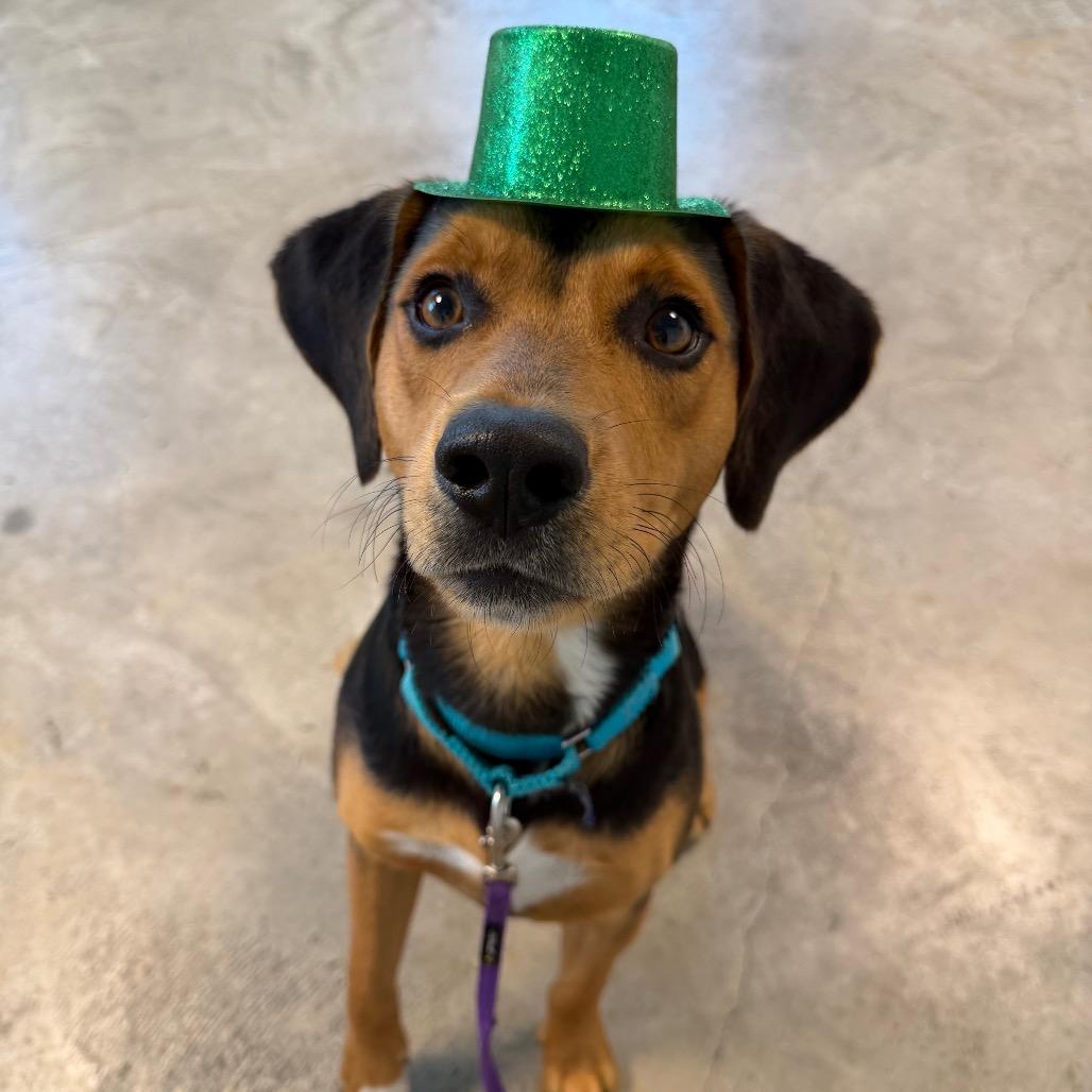 Roscoe, Adoptable, Young Male Hound.