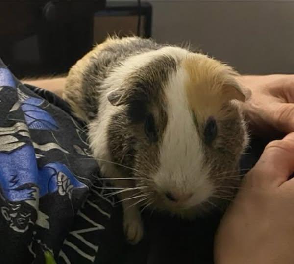 S'mores and Carmella, a Adoptable Guinea Pig in Amherst, NY image 1/2