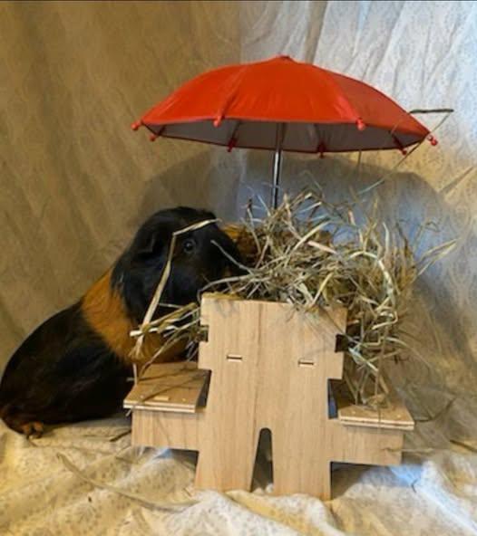 S'mores and Carmella, a Adoptable Guinea Pig in Amherst, NY image 2/2