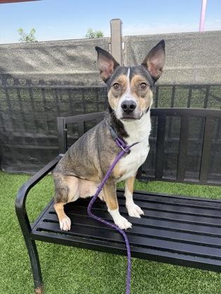 Yale*, Adoptable, Adult Male Terrier & Mixed Breed.