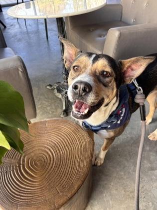 Yale*, Adoptable, Adult Male Terrier & Mixed Breed.