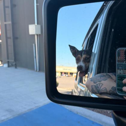 Enlarge Yale*, a Adoptable mixed breed in El Paso, TX image 2/3