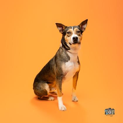Enlarge Yale*, a Adoptable mixed breed in El Paso, TX image 3/3