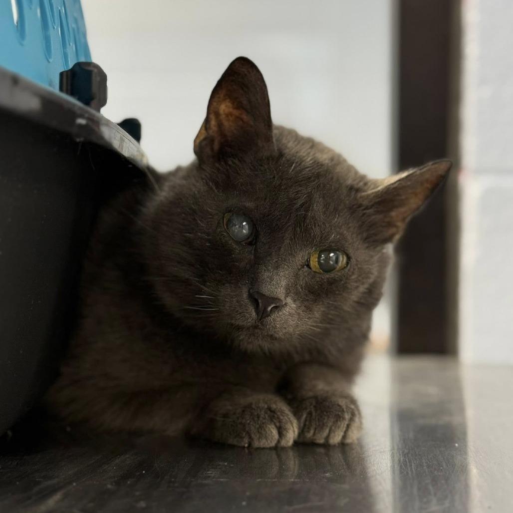 Pickles, Adoptable, Senior Female Domestic Short Hair.