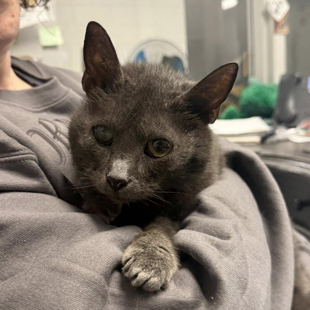 Enlarge Pickles, a Adoptable Domestic Short Hair in Martinsville, VA image 3/5