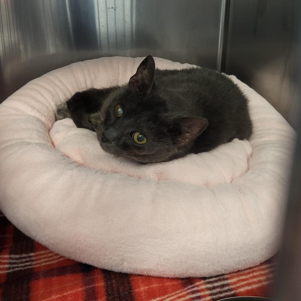 Enlarge Pickles, a Adoptable Domestic Short Hair in Martinsville, VA image 5/5