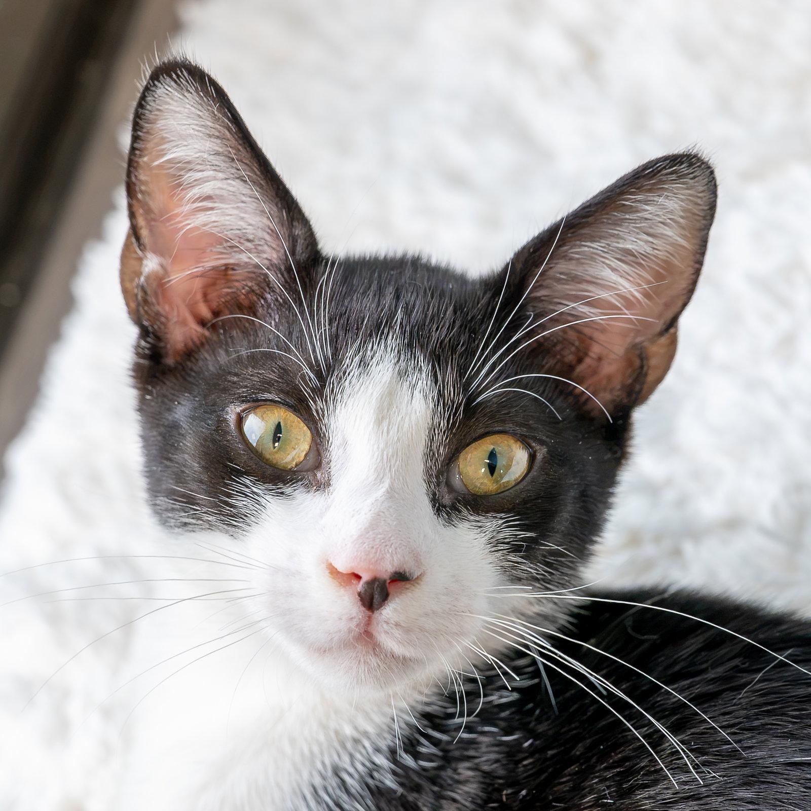 Pharaoh, Adoptable, Young Male Domestic Short Hair.