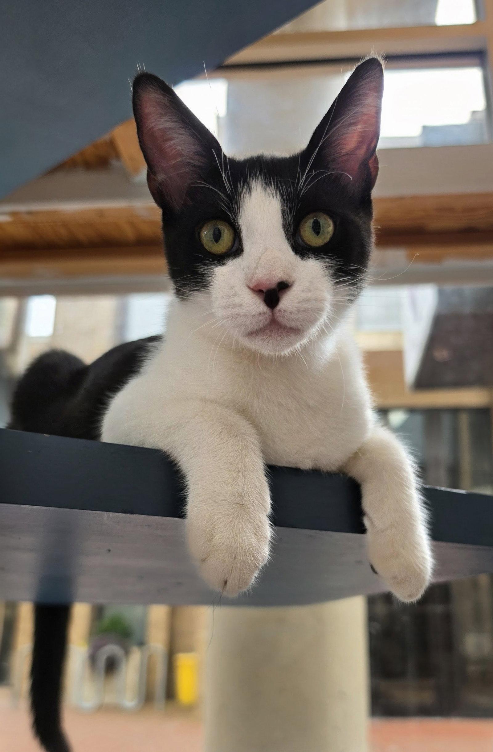 Enlarge Pharaoh, a Adoptable Domestic Short Hair in Leesburg, VA image 3/3