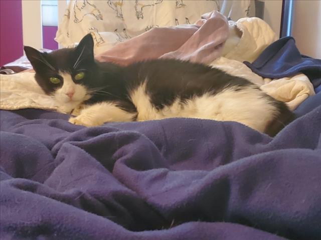 BRAILLE, Adoptable, Adult Female Domestic Short Hair.
