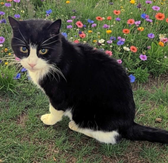 Enlarge BRAILLE, a Adoptable Domestic Short Hair in Chapel Hill, NC image 1/1