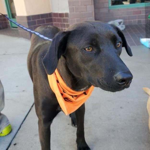 Sally Field, an adoptable Labrador Retriever, Weimaraner in Encinitas, CA, 92024 | Photo Image 2