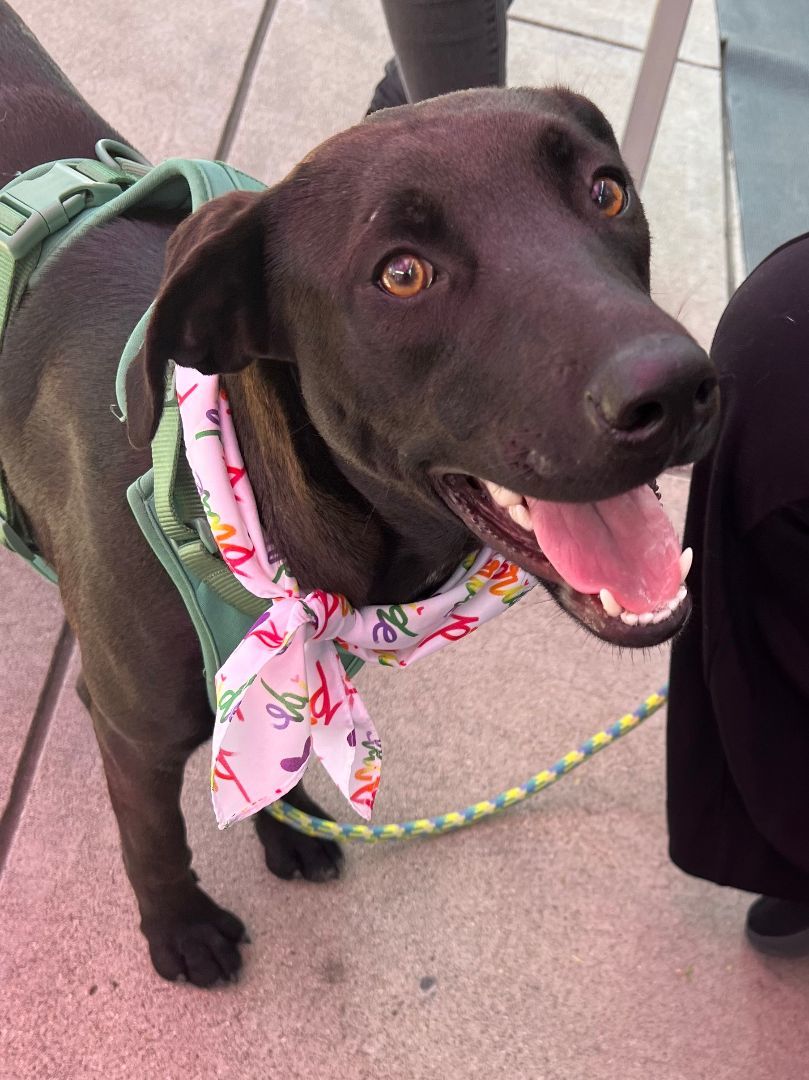 Sally Field, an adoptable Labrador Retriever, Weimaraner in Encinitas, CA, 92024 | Photo Image 4