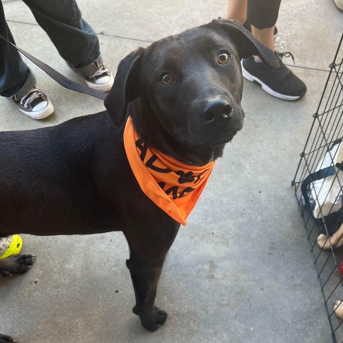 Sally Field, an adoptable Labrador Retriever, Weimaraner in Encinitas, CA, 92024 | Photo Image 5