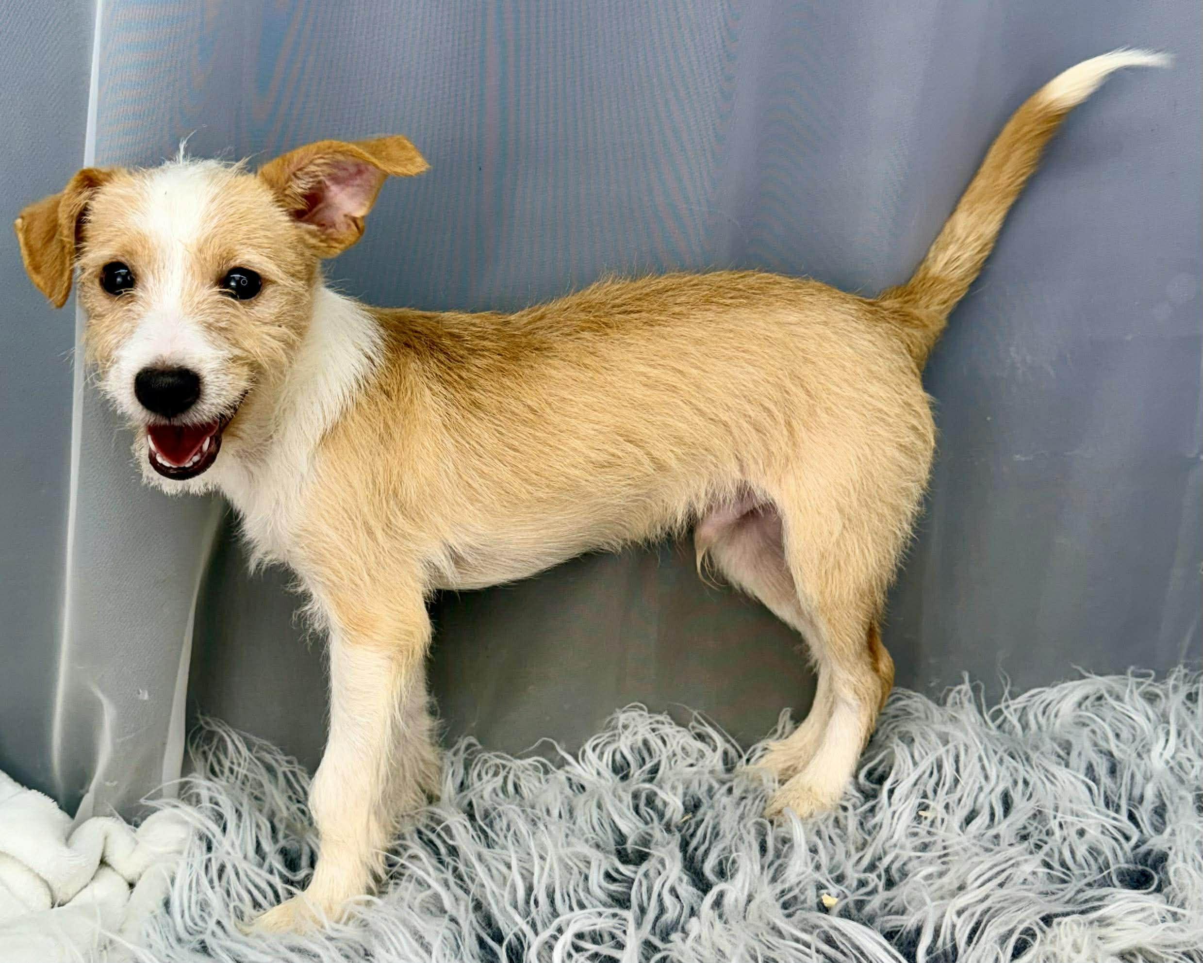 Enlarge Scamp, a Adoptable mixed breed in Hartford, CT image 2/6