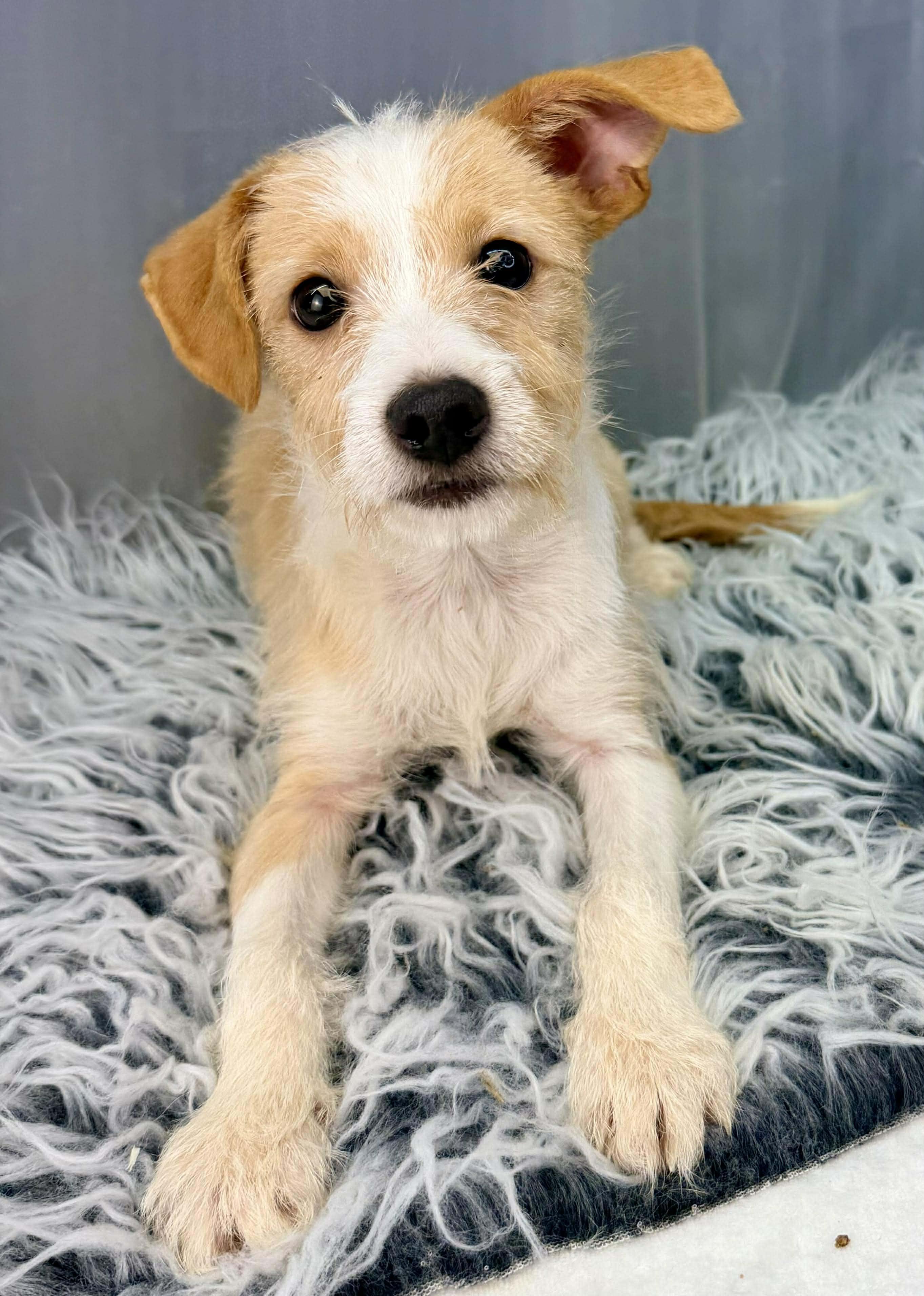 Enlarge Scamp, a Adoptable mixed breed in Hartford, CT image 4/6