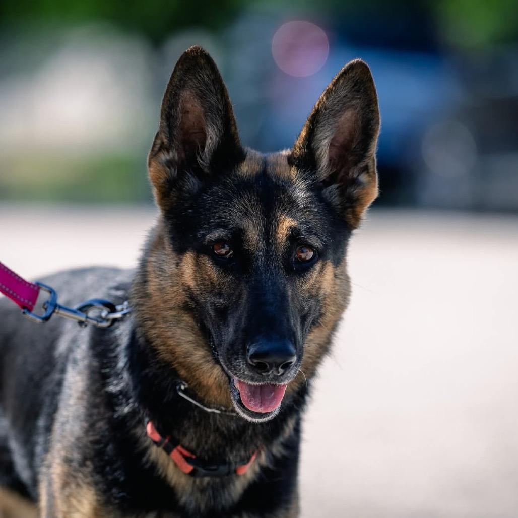Priscilla, Adoptable, Adult Female German Shepherd Dog.