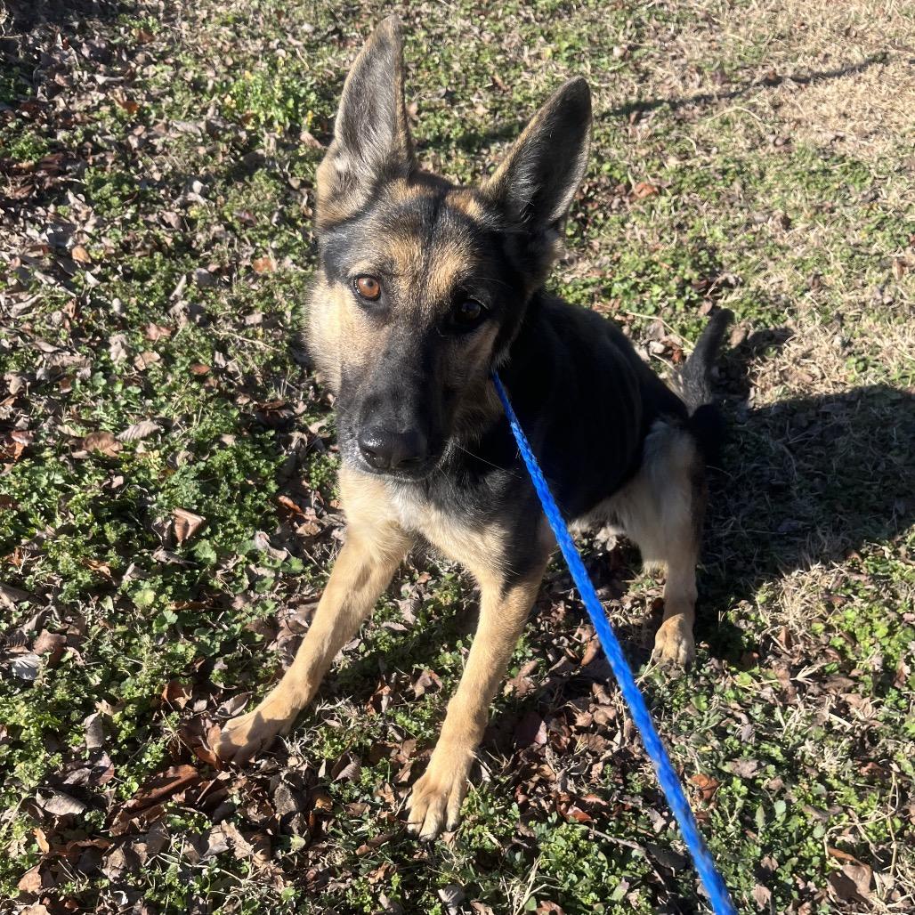 Enlarge Priscilla, a Adoptable German Shepherd Dog in Tulsa, OK image 3/6