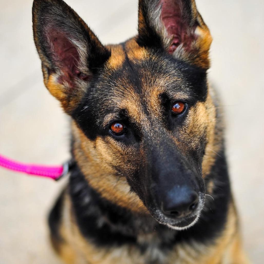 Enlarge Priscilla, a Adoptable German Shepherd Dog in Tulsa, OK image 5/6