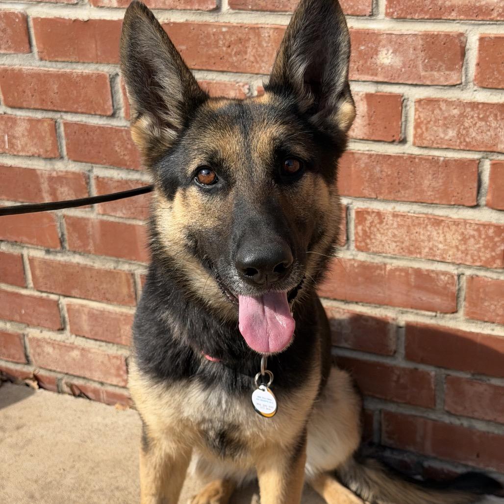 Enlarge Priscilla, a Adoptable German Shepherd Dog in Tulsa, OK image 6/6