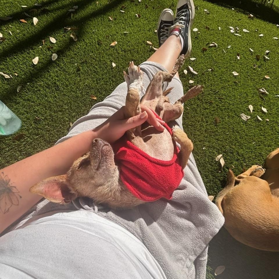 Enlarge Freddy the sweetest snuggler ever, a ADOPTABLE mixed breed in Lockhart, TX image 2/6