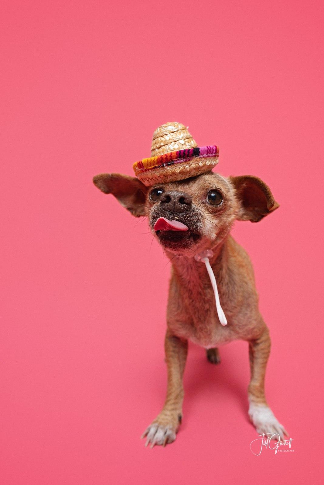 Enlarge Freddy the sweetest snuggler ever, a ADOPTABLE mixed breed in Lockhart, TX image 6/6