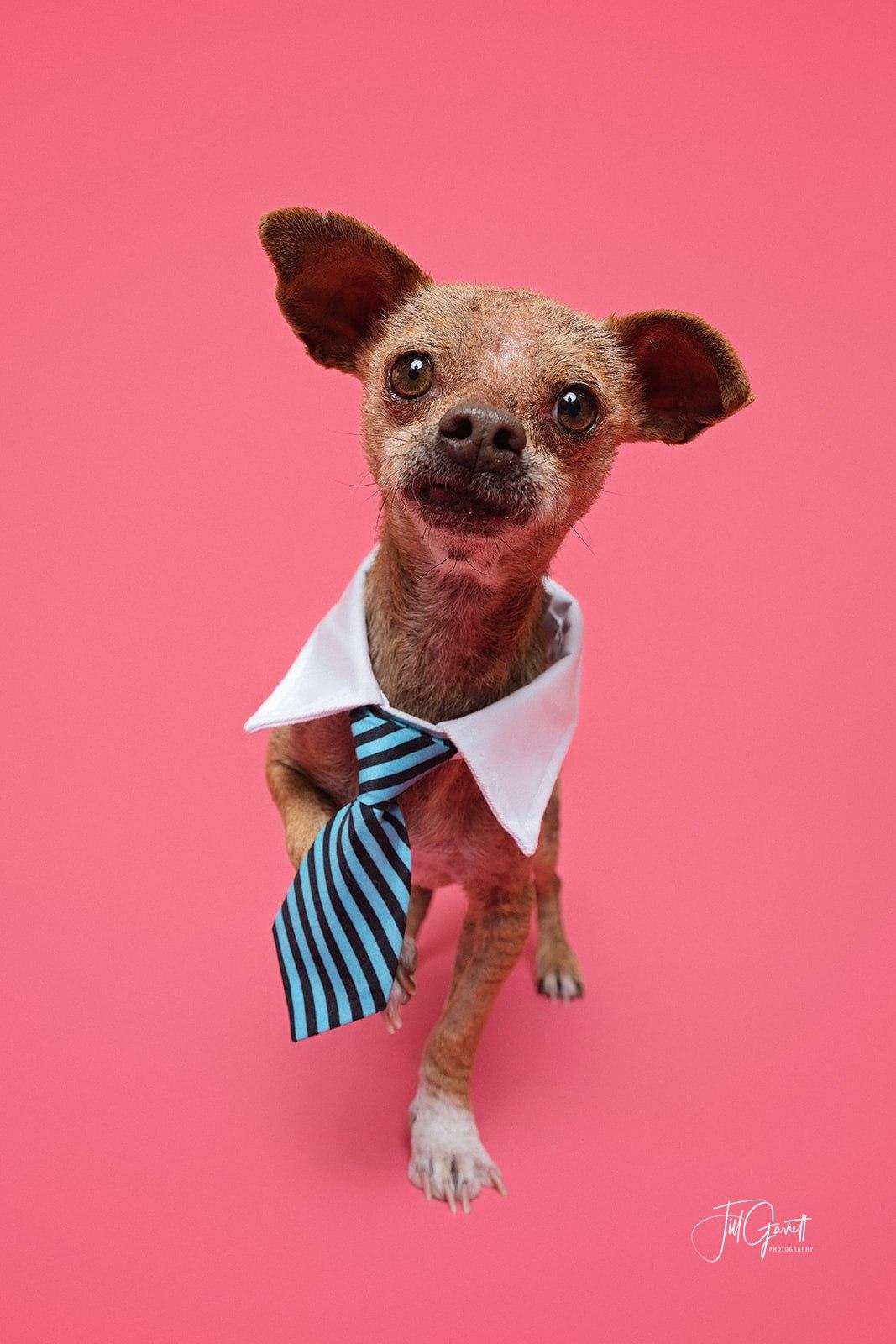 Enlarge Freddy the sweetest snuggler ever, a ADOPTABLE mixed breed in Lockhart, TX image 4/6